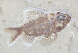 Ctenotherissa & Armigatus Fossil Fish Plate - Lebanon #24056-2